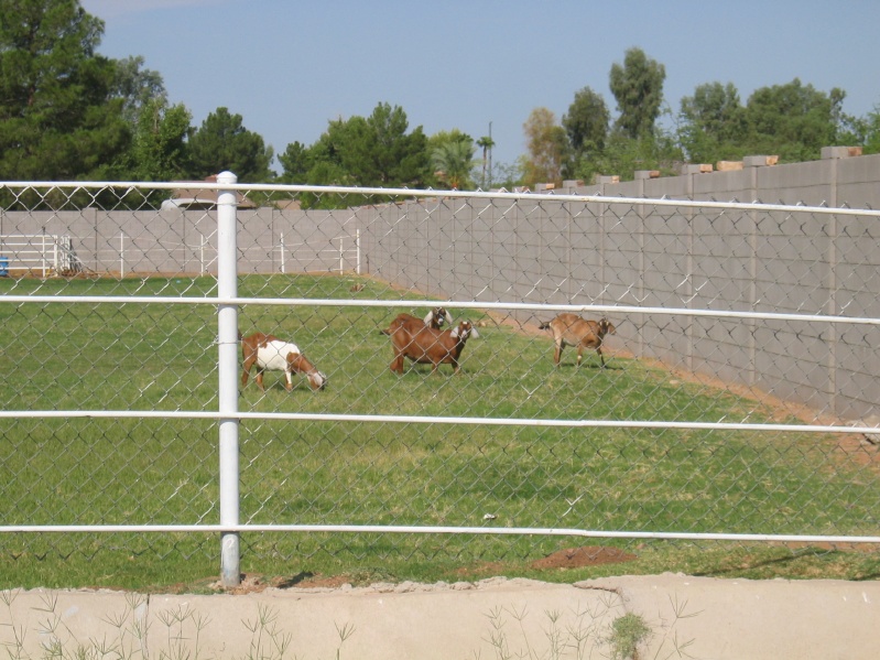 Nardo Goats