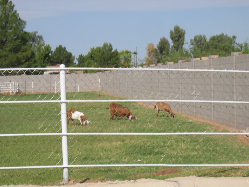 Nardo Goats
