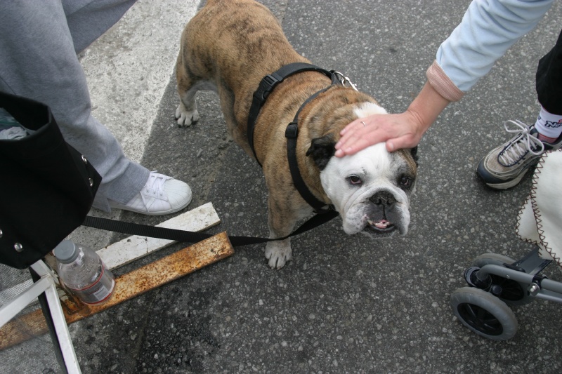 Cool Bull Dog at IM