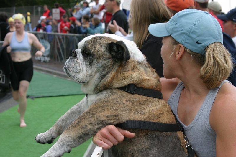 Bull Dog having fun