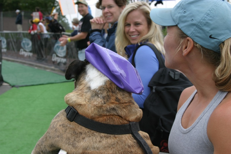 Bull Dog having fun