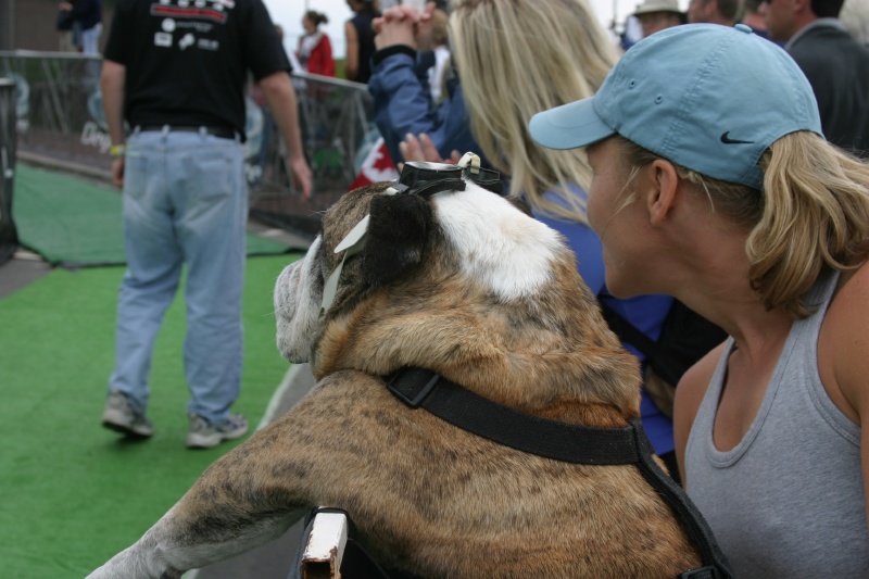Bull Dog looking for master