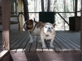 Daggett's Cabin General